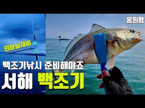 백조기 시즌, 충남 서천 홍원항 백조기 낚시 할만한 곳, 부세사이즈 백조기 낚시 채비 및 조황 정보 | 책이랑세상여행