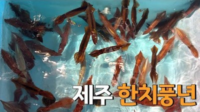 제주도 한치 낚시, 제주도 선상 한치 낚시 채비 및 조황 정보