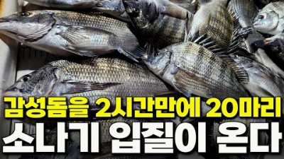 삼천포 방파제 당고 낚시 미끼 배합 정보 및 감성돔 선상  가을 낚시 포인트 및 조황 정보[박과장TV]