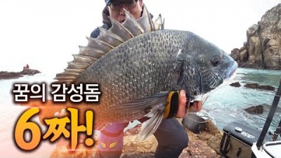 태도 감성돔 낚시, 태도 감성도 시즌 끝물 낚시 포인트 및 6짜 대물 조황 정보