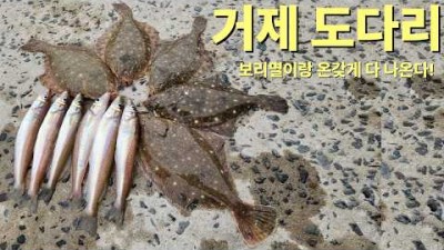거제도 도보권 방파제 낚시, 거제도 도다리 낚시 포인트 및 조황 정보