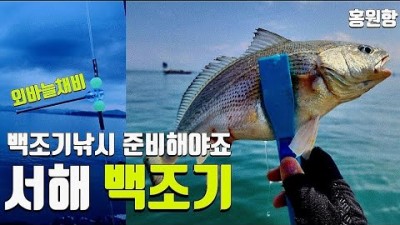 백조기 시즌, 충남 서천 홍원항 백조기 낚시 할만한 곳, 부세사이즈 백조기 낚시 채비 및 조황 정보