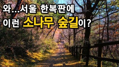 서울 당일치기 중구 남산공원(국가산림문화자산 지정) 소나무숲길 남산둘레길 산책코스 트레킹코스 꼭 가볼만한곳 추천 정보[공간산책]