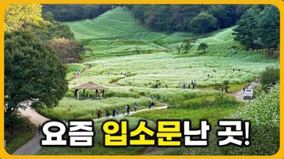 10월 청주 여행 갈만한 곳, 청주 주정리 메밀밭 메밀꽃 눈꽃정원 가볼만한 곳 풍경 및 요금 정보