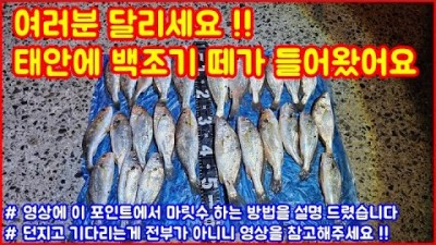 충남 태안 방파제 원투 낚시 백조기 낚시 조황 및 미끼 채비 정보, 방파제 낚시 주의사항 정보