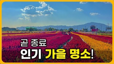 강원도 철원 가을여행 꽃 구경 가볼만한 곳 고석정 꽃밭(맨드라미,백일홍,천일홍,댑사리,코스모스,해바라기,아스타,가우라,억새풀),먹거리, 당일치기 여행 갈만한 곳 버스 노선 및 개장 정보