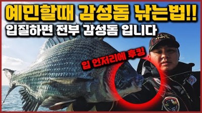 전남 신안 홍도 갯바위 감성돔 낚시, 미끼, 채비, 포인트 및 조황 정보