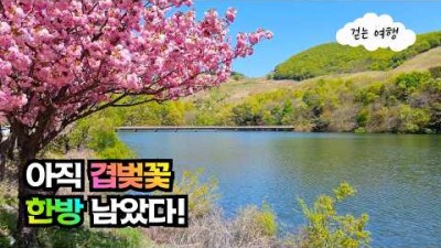 대중교통 당일 치기 벚꽃 여행 가볼만한 곳, 서산 개심사 청벚꽃 겹벚꽃 여행 갈만한 곳 정보
